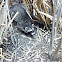 Raccoon