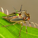 Treehopper nymph
