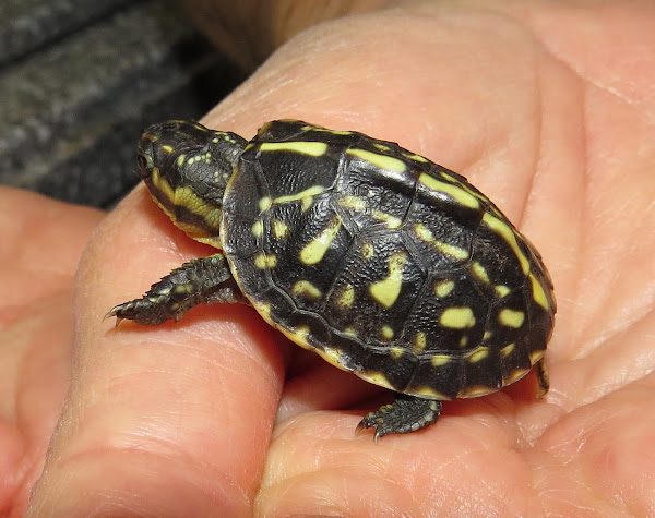 Florida Box Turtle (hatchling) | Project Noah