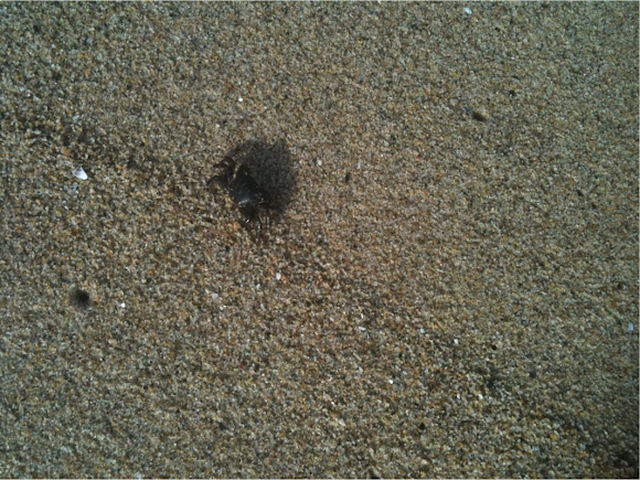 Spotting Image 1