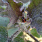 Lady Bird Beetle