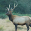 Roosevelt Elk