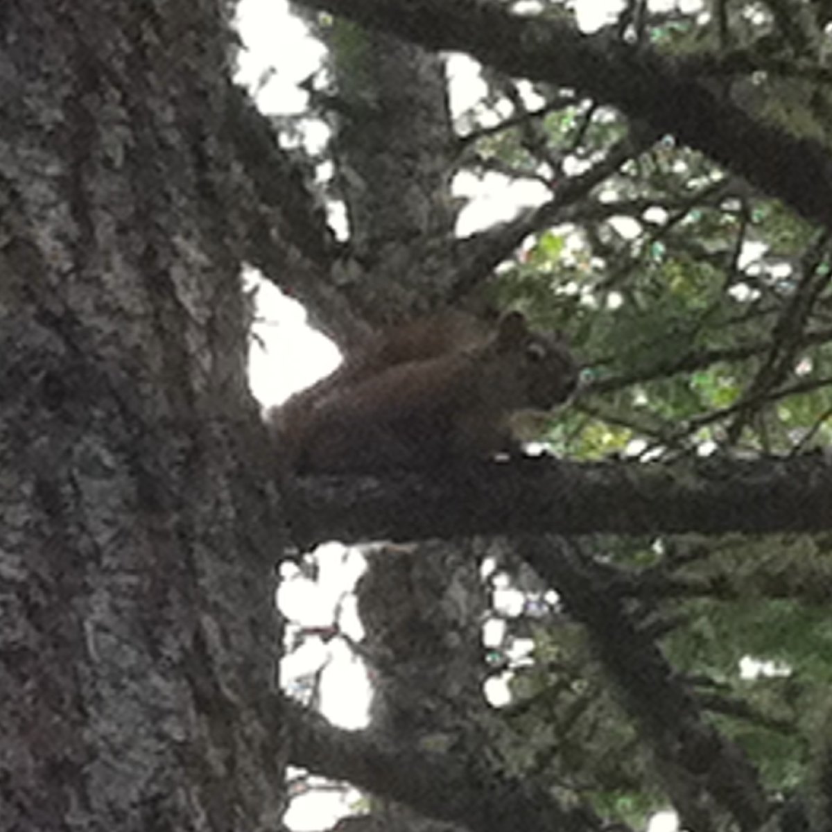 Fox Squirrel