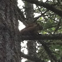 Fox Squirrel