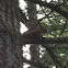 Fox Squirrel