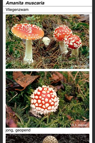 Paddenstoelen van Nederland