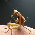 Preying Mantis