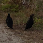 Black Vulture
