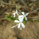 Wild Plumbago