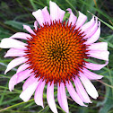 Narrow-leaved purple coneflower