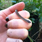 Eastern Worm Snake