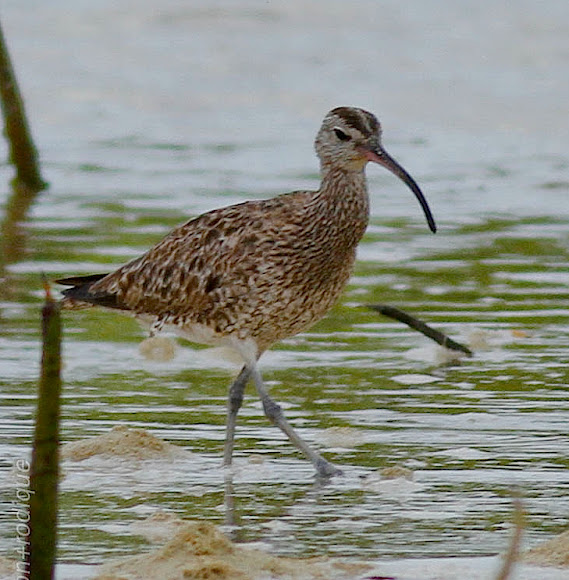 Spotting Image 1