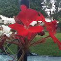 Geranium