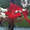 Geranium