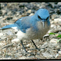 Mexican Jay