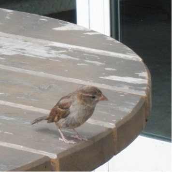 Spotting Image 1