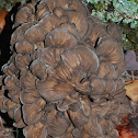 Hen of the Woods