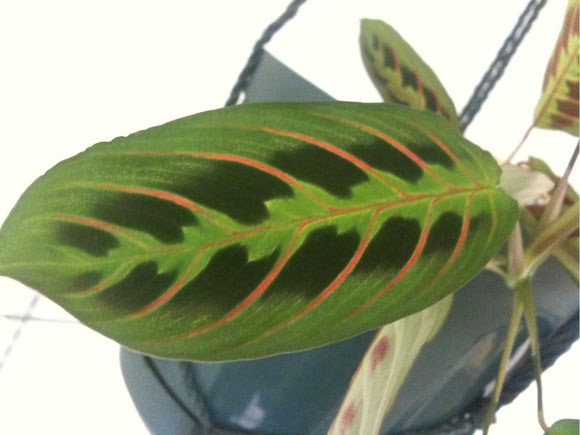 Spotting Image 1