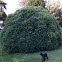 Birch tree