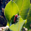 Red Milkweed Beetle