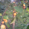 Persimmon