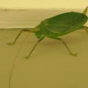 Katydid