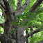 Oak