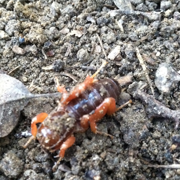 Spotting Image 1