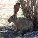Black-tailed jackrabbit