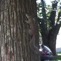 Red-foxed squirrel