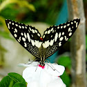Common Lime