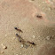 Ants