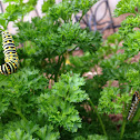 Black Swallowtail (caterpillar)