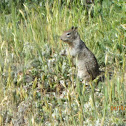 California Ground Squirrel