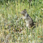 California Ground Squirrel