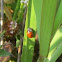 Two-Spotted Ladybug
