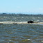 Black Swans