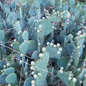 Prickly Pear Cactus
