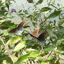 Pipevine Swallowtail