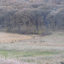 Wild Turkey