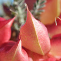 Cancer Bush