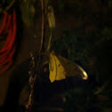 Brimstone moth