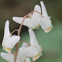 Dutchman's breeches