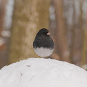 Dark-eyed Junco (Slate Colored)