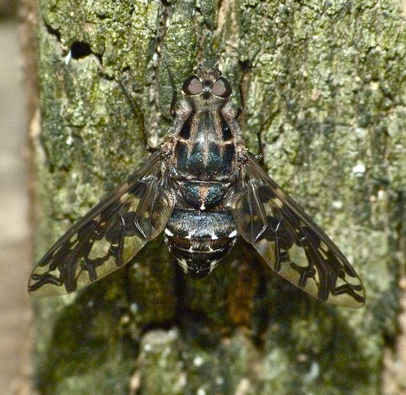Spotting Image 1