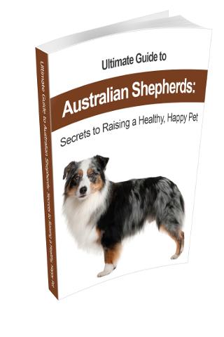 Australian Shepherd