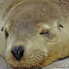 Australian Sea Lion