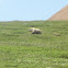 Grizzly Bear
