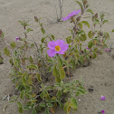 Rock Rose, Zistrose