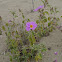 Rock Rose, Zistrose